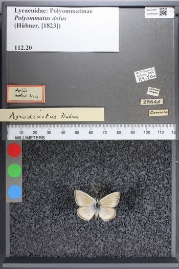 Media type: image;   Entomology 54538
